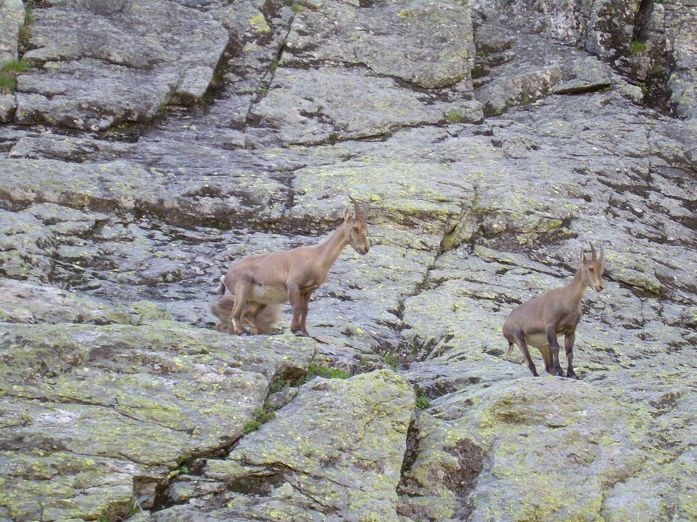 Chamois 6.JPG